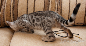 Bengal cat silber rosetted